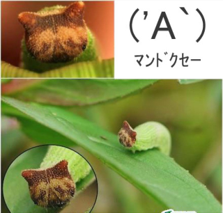Illustration for article titled A Caterpillar That People Say Looks Like Hello Kitty